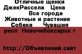 Отличные щенки ДжекРассела › Цена ­ 50 000 - Все города Животные и растения » Собаки   . Чувашия респ.,Новочебоксарск г.